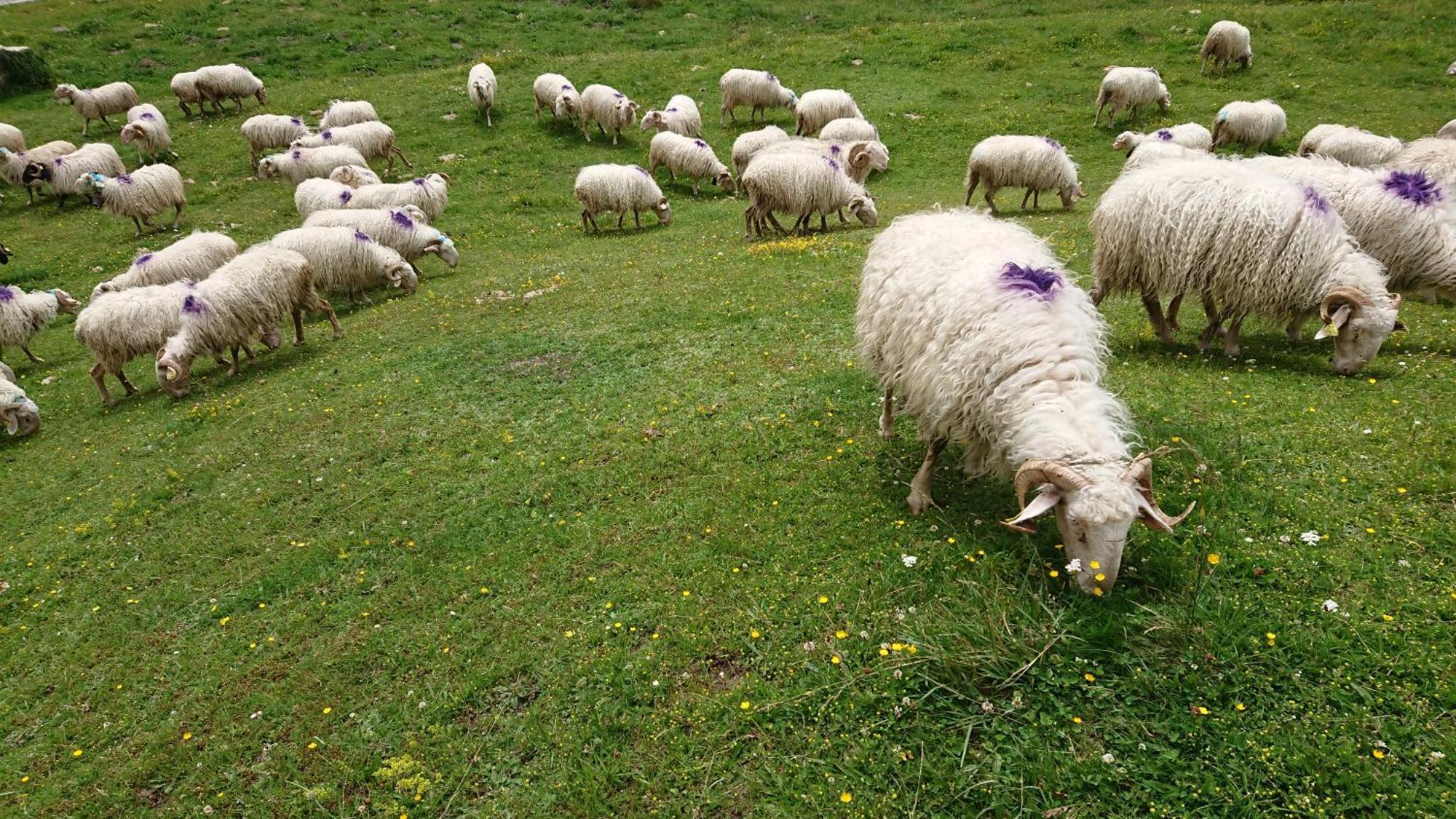 Superbe Logement 12 Pers Famille Ou Groupe. Laruns Buitenkant foto
